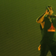 Illustration for article titled A$AP Rocky plays first show since temporary release from Swedish jail